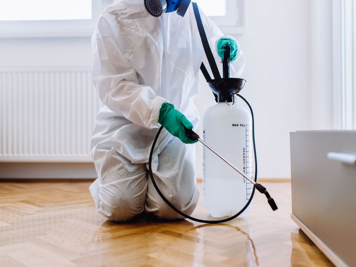 Tanda-Tanda Rumah Anda Mulai Diserang Rayap